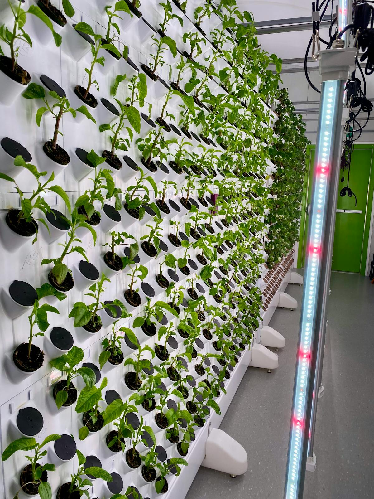 Indoor vertical farming facility
