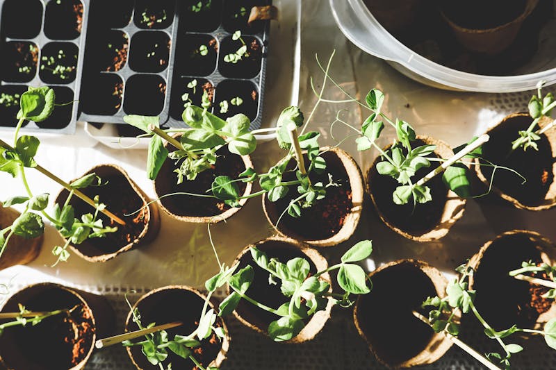 Seedlings in controlled growth chamber